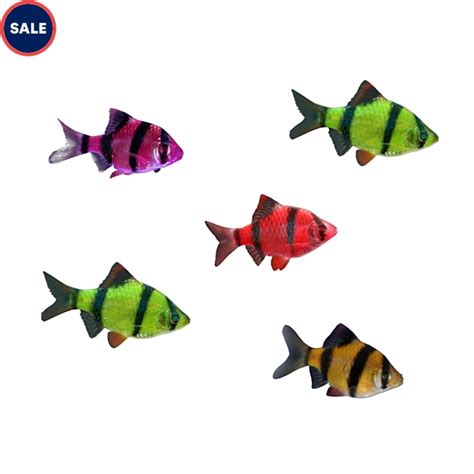 GloFish Active Collection For Sale - 10 Gallon | Petco