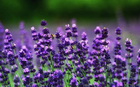 Download Best 4K UHD Lavender Flowers Wallpaper | Wallpapers.com