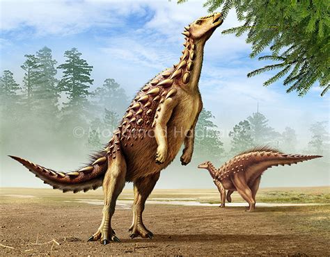 Pectinodon Bakkeri Vs Stygimoloch Behance