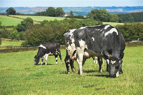 Biggest Farms In The World