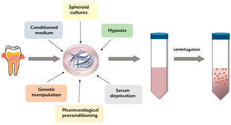 Ijms Free Full Text Dental Pulp Stem Cell Derived Secretome And Its