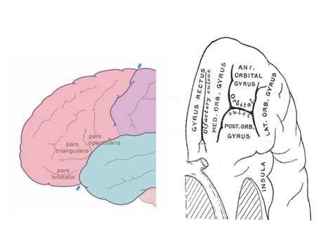 Anatomy of brain sulcus and gyrus - Dr.Sajith MD RD