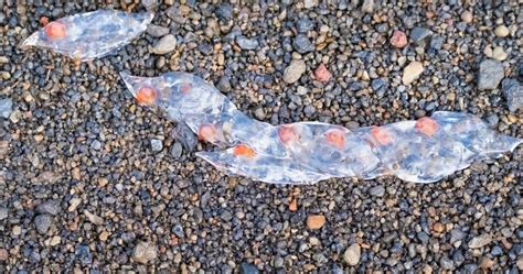 Sea Salps More Like Jellyfish Or Humans Lets Discuss