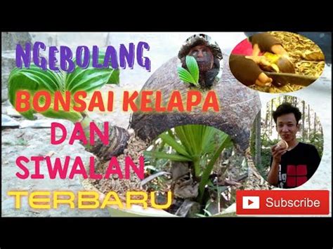 Bonkla Vs Bonswi Aset Terbaru Bonsai Siwalan Ngebolang Bonsai Kelapa