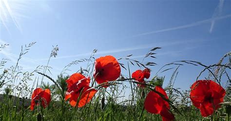 Mywort Natur Ass Sch In