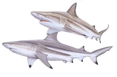 Blacktip Shark Carcharhinus Limbatus — Shark Research Institute