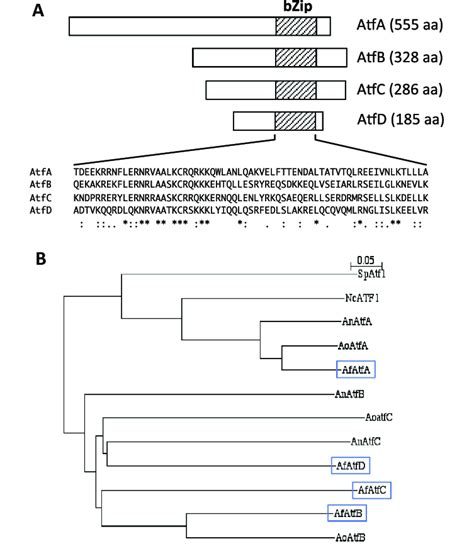 protein structure  phylogenetic tree  atf family proteins
