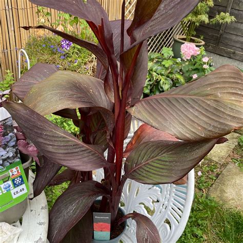 Canna Red Velvet Syn Canna Velvet Red Canna Red Velvet In