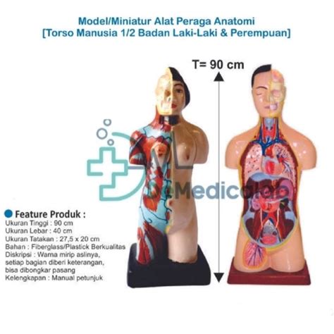 Jual Alat Peraga Biologi Model Torso Anatomi Manusia Setengah Badan