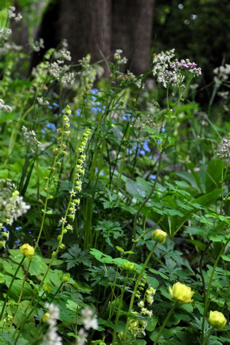 11 Favorite Woodland Plants for Shade - Hydrangea Love