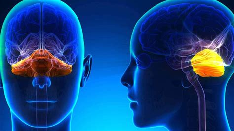 Test Hereditario Análisis De Mutaciones Para Ataxias Espinocerebelosas
