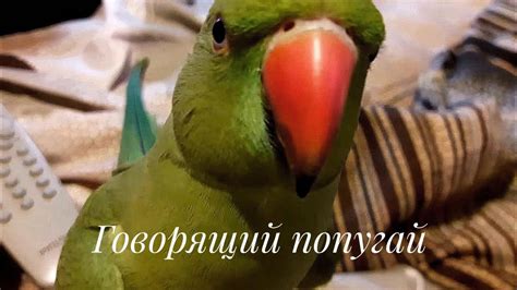 Ожереловый попугай разговаривает и ластится 2 - YouTube