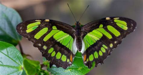 Borboleta Verde Significado Entenda A Simbologia E Um Significado