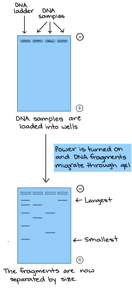 The Given Gel Shows Lanes 1 2 And 3 Lane 1 Shows The DNA Ladder