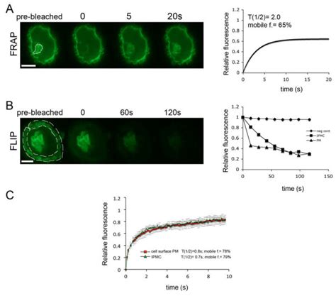 Frap And Flip Analysis Of Mdms Expressing Ph Gfp Mdms Were