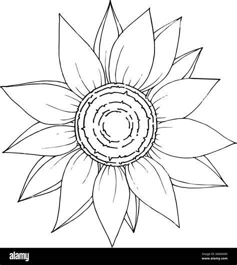 Vector Sunflower Floral Botanical Flower Black And White Engraved Ink