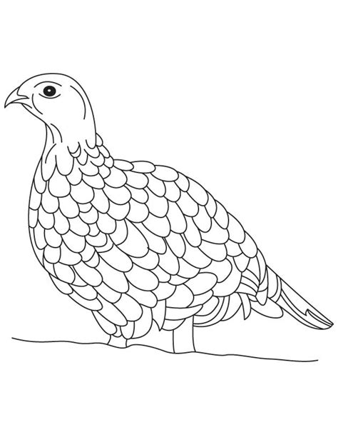 Grouse Coloring Pages Coloring Pages