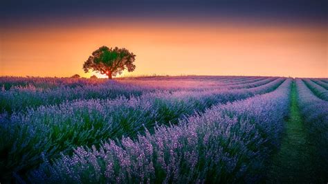 Lavender Field Provence France. Sunset Lavender Photography. Lavender ... 