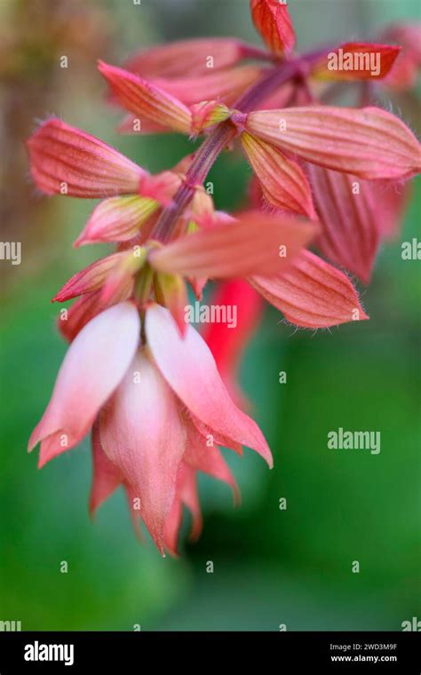 Pink Salvia Flowers Stock Photo Alamy