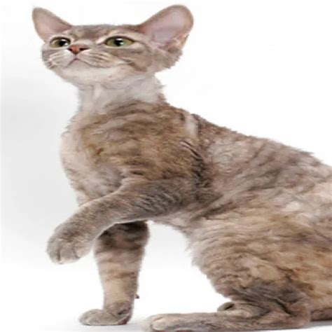 devon rex cat discover fascinating facts  information