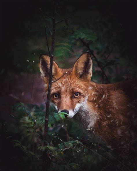 Photographer Shoots Finnish Forest Animals Like They’re Professional ...