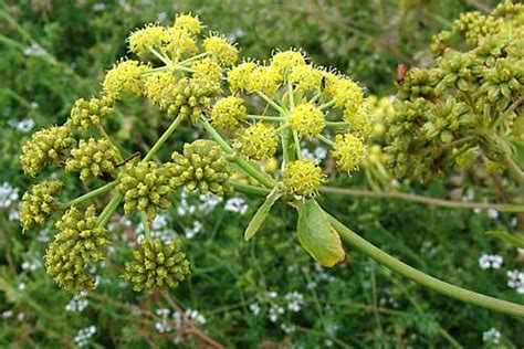 Lovage (Levisticum officinale) organically grown flower seeds. Floral ...