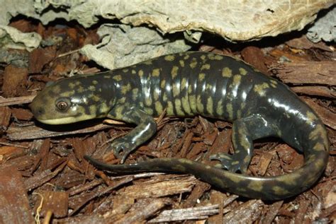 Eastern Tiger Salamander Ambystoma Tigrinum Amphibians And Reptiles