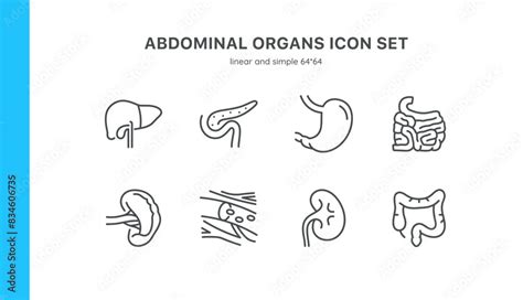 Abdominal Organs Icons Set Isolated Illustrations Of Liver Pancreas