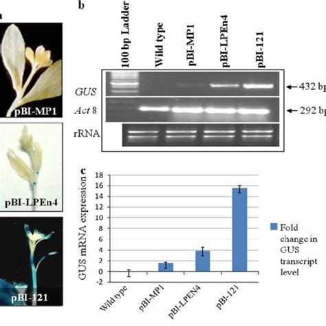 Histochemical GUS Expression And Analysis Of GUS Transcript In