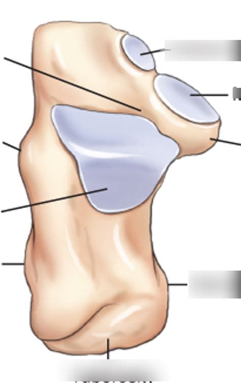 Calcaneus Diagram Quizlet