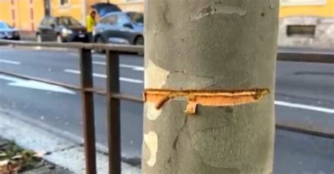 Milano Tende Cavo D Acciaio In Strada Ora Il Giovane Chiede Scusa