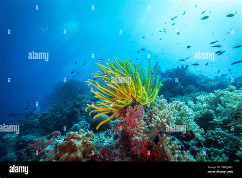 Healthy Coral Reef Landscape With Various Yellow Hard And Soft Corals