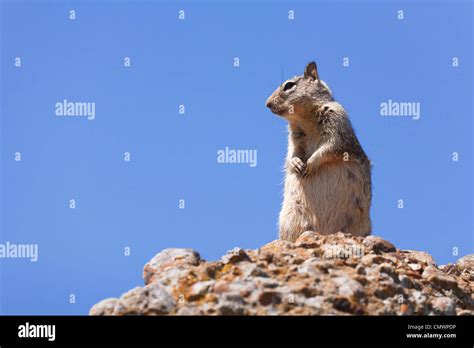 Western Grey Squirrel In The Wild Against A Blue Sky Stock Photo Alamy