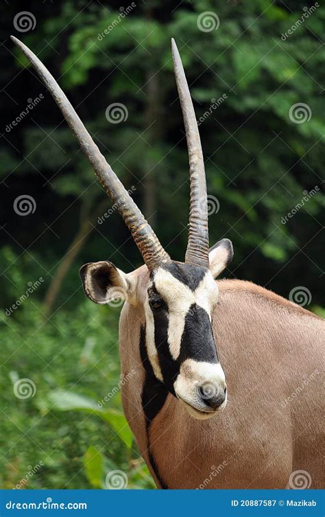 East African Oryx Stock Image Image Of Animal Adapted 20887587