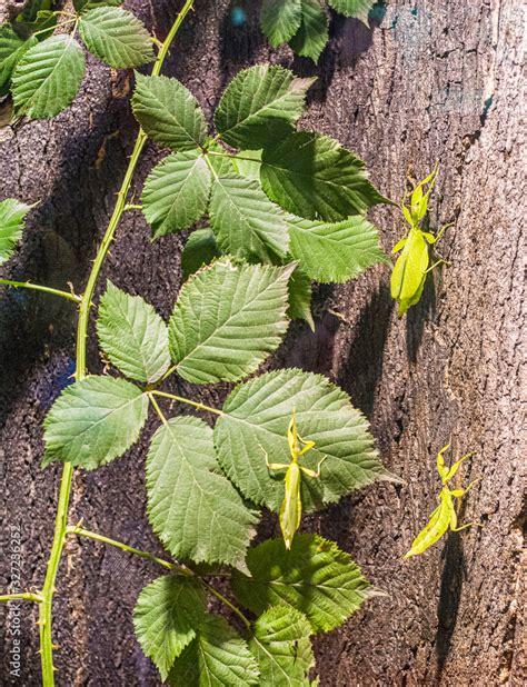 Leaf-Insect, leaf insect (Phyllium celebicum) Stock Photo | Adobe Stock