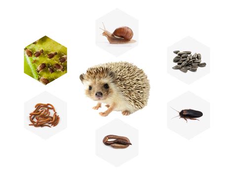 Hedgehog Garden Service Fasci Garden