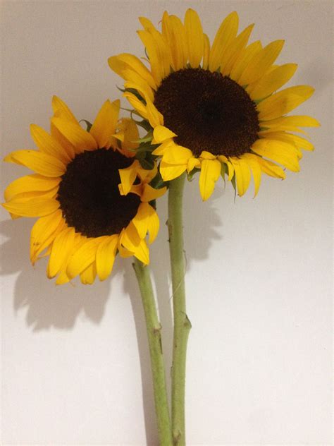 #girasol #sunflower #flor #flower #love | Flores bonitas, Girasoles, Frases girasoles