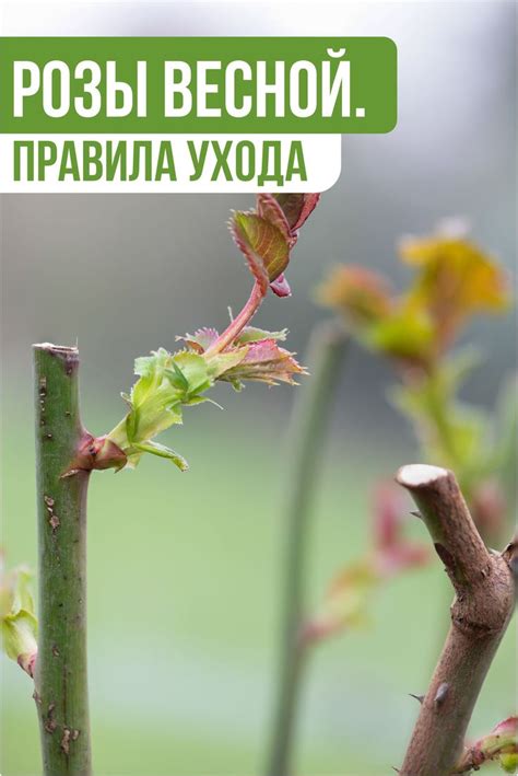Розы весной: главные правила ухода в 2024 г | Розы, Сад с гортензиями ...