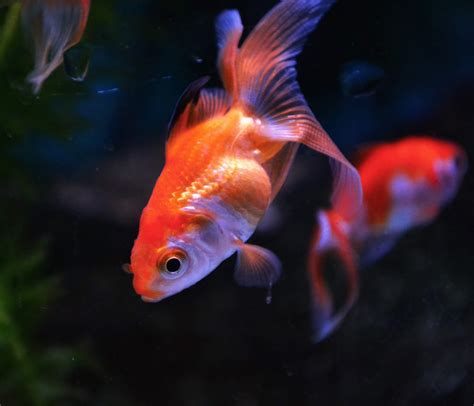 Cold Water Fish Gallery – Viking Aquatics