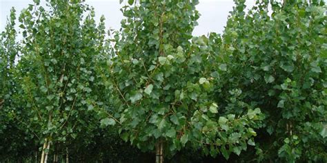 Populus Canadensis Robusta J D Van De Bijl