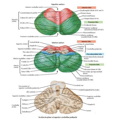 Cerebellum Anatomy Pediagenosis