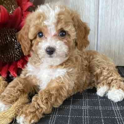 Cavapoo Rescues For Adoption | Our Fit Pets