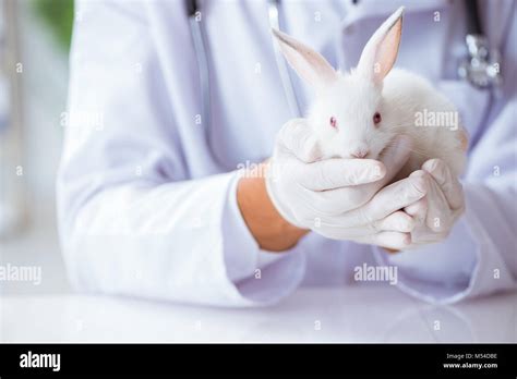 Vet Doctor Examining Rabbit In Pet Hospital Stock Photo Alamy