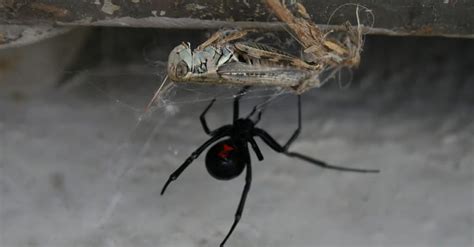 What Do Black Widows Eat 10 Foods In Their Diet Imp World