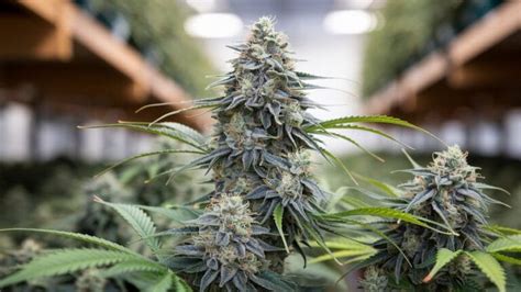 Alaskan Thunder Fuck Strain Review And Information