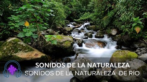 Sonidos Del Bosque Relajarse Sonidos De La Naturaleza YouTube