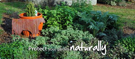 Protect Your Garden Naturally The Herb Exchange