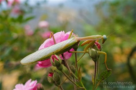 Hierodula Sp Vietnam