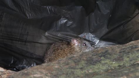 Coronavirus Nsw Hordes Of Hungry Rats Storm Sydney In Search Of Food