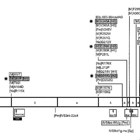 The Human Pah Gene 100 Kb On Chromosome 12q241 Showing